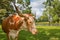 Adult miniature Texas longhorn cow