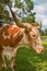 Adult miniature Texas longhorn cow