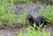 Adult Mink sitting at attention.