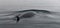 Adult Minke Whale surfacing in calm ocean, Antarctic Peninsula