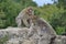 Adult monkey reserve wild mortal kombat