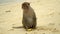 The adult monkey sits on the beach of an ostrvo and eats banana. The funny monkey sits on sand. Island of monkeys