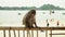 The adult monkey sits on a handrail of a bungalow and eats banana. A funny monkey on the beach of the island. Tourists