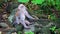 An adult monkey sits in the shade of a rainforest tree. hiding from the sun, the heat.