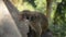 Adult monkey sitting on stone and eating banana, Sri Lanka