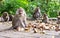 Adult monkeys sit and eat in the forest. Monkey Forest, Ubud, Bali, Indonesia