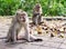Adult monkeys sit and eat in the forest. Monkey forest, Ubud, Bali, Indonesia