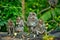 Adult monkeys sits and eating banana fruit in the forest.