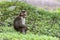 Adult monkeys sits and eating  tree leaf in the forest showing emotions to other monkey Sanjay Gandhi National Park  Mumbai  Mahar