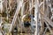 Adult moorhen Gallinula chloropus tending to a young duckling amongst marshland reeds