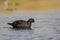 Adult Moorhen swimming