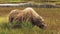 Adult moose alone grazing in marshland