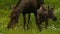 Adult moose and calf grazing in field