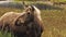 Adult moose eating in marshland