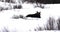 Adult moose in snowy field, Lamar Valley, Yellowstone National Park