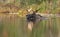 Adult moose swimming in green lake on a sunny day with blur background