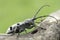 An adult of Morimus funereus, longhorn beetles