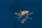 Adult mosquito over water - newborn insect diptera fly