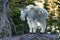 Adult Mountain Goat Stands on top of Rock