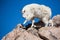 Adult mountain goat walking in rocky mountain terrian