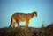 Adult mountain lion