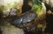 ADULT MUDSKIPPER periophthalmus EMERGING FROM WATER