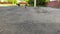 Adult multicolored cat is walking along an asphalt road on camera. Cat and happy kittens are in the background. Nursing mother in