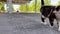 Adult multicolored cat is walking along an asphalt road on camera. Cat and happy kittens are in the background. Nursing mother in