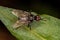 Adult Muscoid Fly