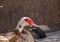 Adult muscovy duck in the barnyard, male close up