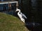 Adult mute swan cygnus olor jumping out of the water on a green bank covered with grass with spread wings in sunlight. Animal