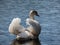 Adult mute swan (cygnus olor) showing aggression and hostile behaviour with raised wings