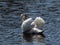 Adult mute swan (cygnus olor) showing aggression and hostile behaviour with raised wings