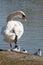 Adult mute swan Cygnus Olor standing on one leg with group of Black-headed gulls Chroicocephalus ridibundus watching.
