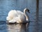 Adult mute swan (cygnus olor) swimming in a lake and showing aggression and hostile behaviour with raised wings