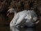 Adult mute swan (cygnus olor) swimming in a lake and showing aggression and hostile behaviour with raised wings