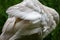 Adult mute swan Cygnus olor wing