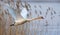 Adult mute swan flying over lake reeds in early spring