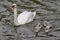 Adult Mute swan with signets  swimming