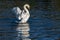 Adult mute swan spreading wings