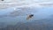 Adult mute swan with three cygnets