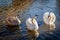 Adult Mute Swans with Cygnet on the River Great Ouse