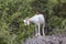 An adult native goat grazing on the mountains near Canakkale.