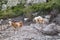 Adult native goats on the mountains near Canakkale.