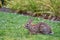 Adult native rabbit grazing on a clover in a green lawn