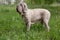 Adult neapolitan mastiff is standing on a green meadow.