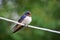 Adult nestling barn swallows Hirundo rustica