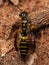 Adult New World Banded Thynnid Wasp