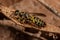 Adult New World Banded Thynnid Wasp