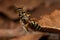 Adult New World Banded Thynnid Wasp